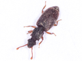 Monotomus picipes